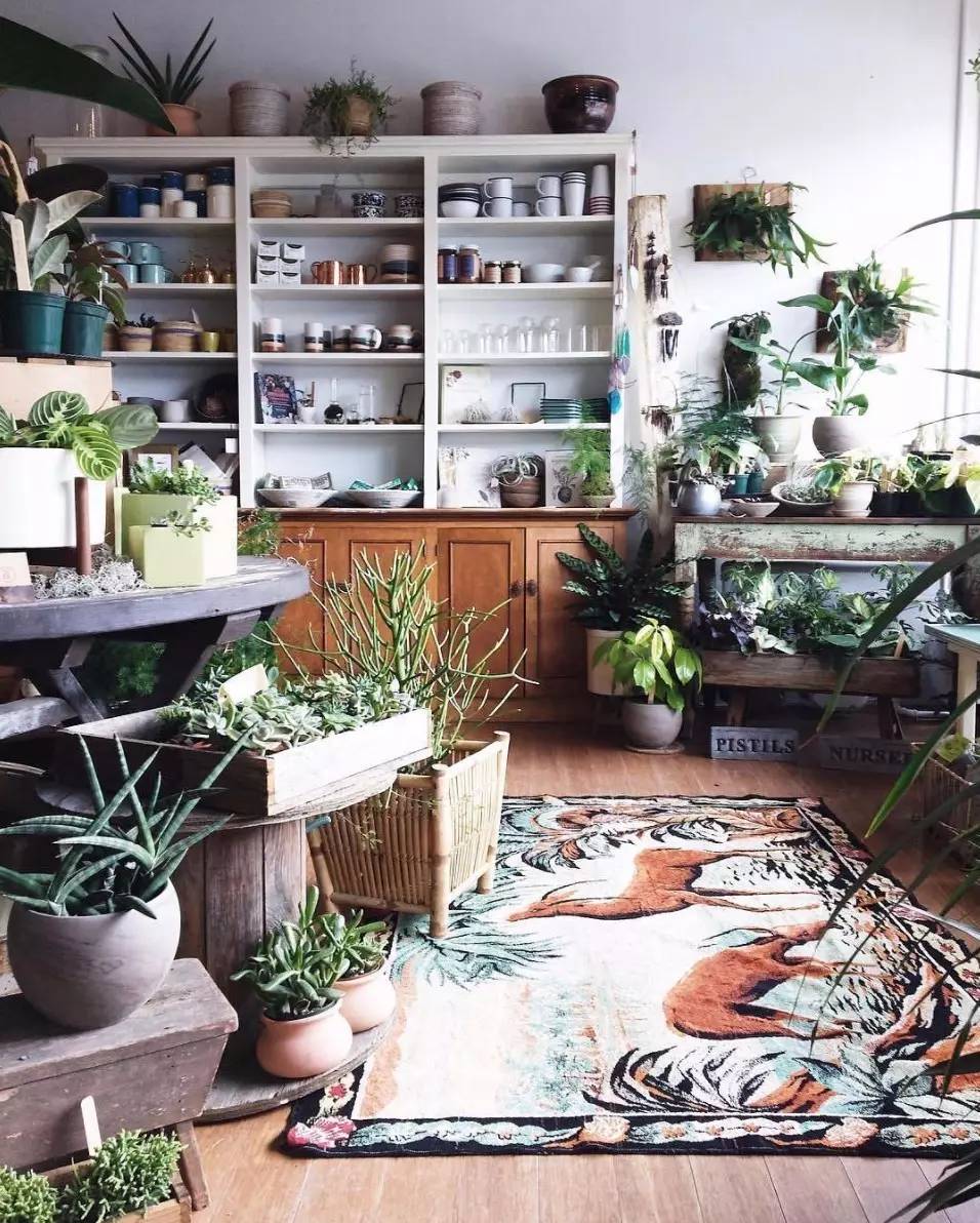 卖的最好的植物店,植物店能买到哪些植物