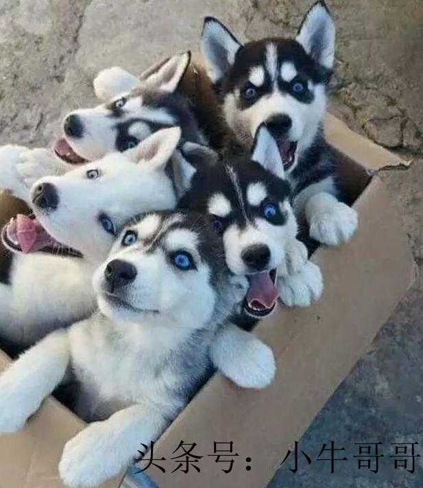 荒郊野岭孤男寡女下一句,荒郊野岭孤男寡女