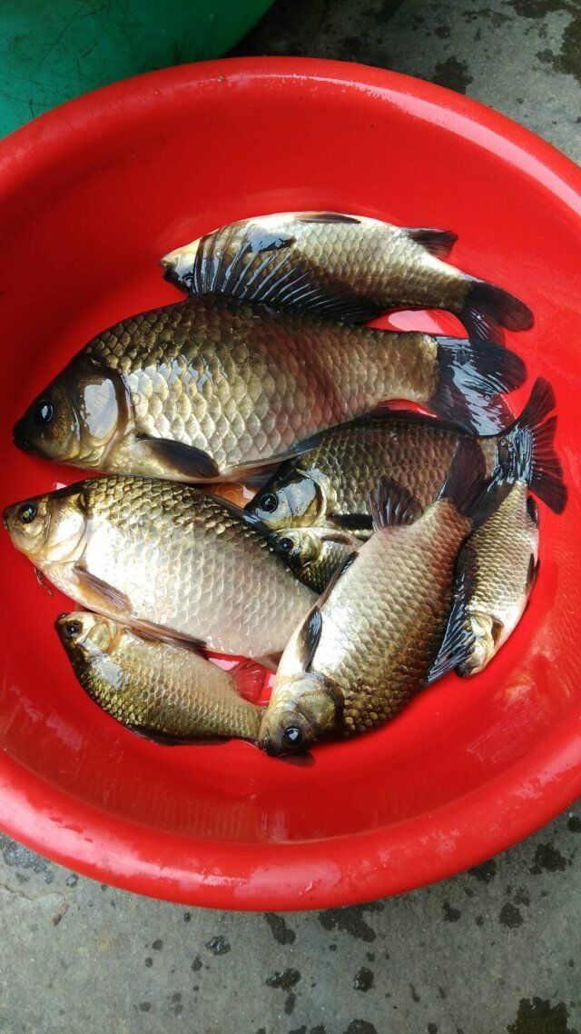 端午回老家钓到一条七星鱼竟然吐出了一条蛇！