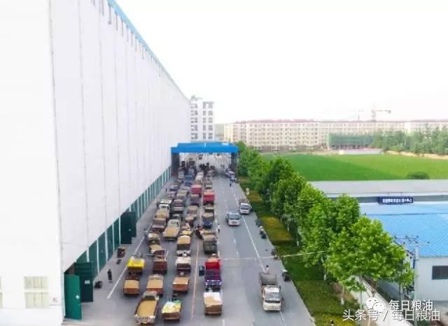 金沙河挂面是面粉起家吗,金沙河鸡蛋挂面纯小麦