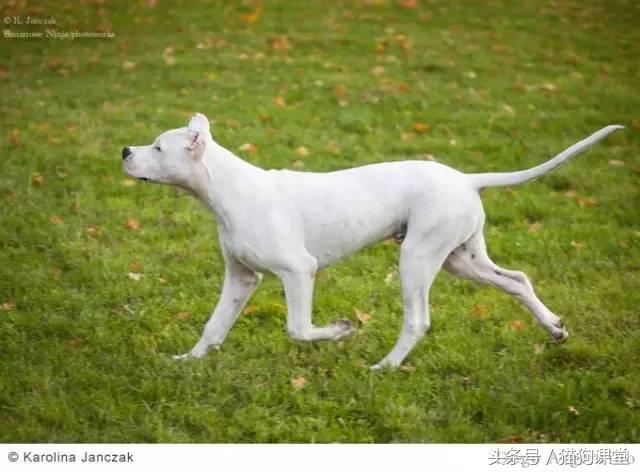 阿根廷杜高犬视频上传,阿根廷杜高犬品相最好