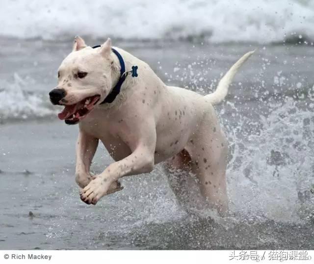 阿根廷杜高犬视频上传,阿根廷杜高犬品相最好