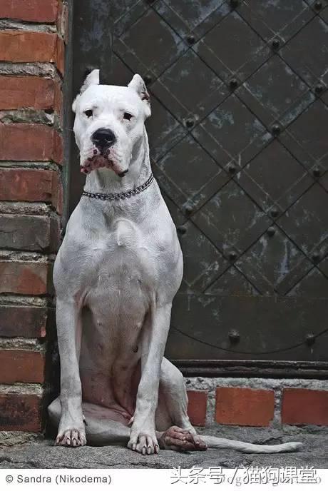 阿根廷杜高犬视频上传,阿根廷杜高犬品相最好