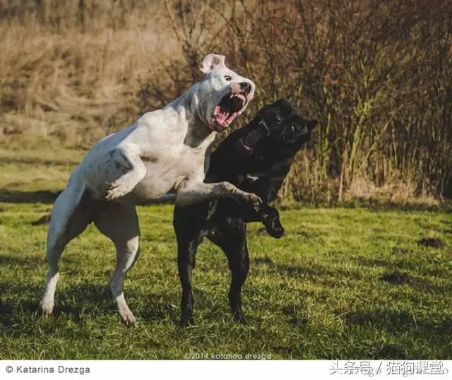 阿根廷杜高犬视频上传,阿根廷杜高犬品相最好