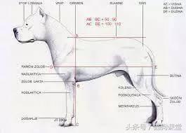 阿根廷杜高犬视频上传,阿根廷杜高犬品相最好