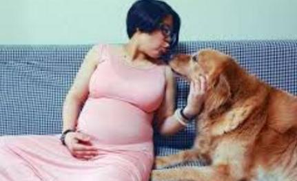 金毛抛弃主人的表现,金毛突然对着主人吼叫原因