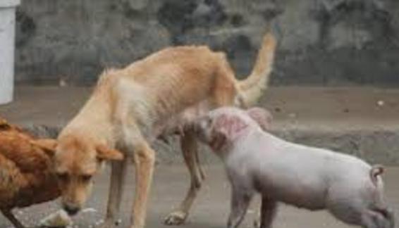 金毛抛弃主人的表现,金毛突然对着主人吼叫原因