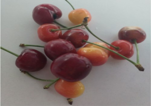 捕获迷之小屁屁一对,尝尝味道还不错