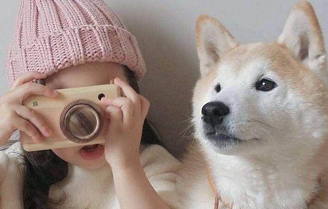 13种常见的宠物狗品种,狗狗价格表又便宜又好养