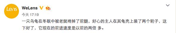 “开起车来我自己都怕”分享一只装上轮子的乌龟