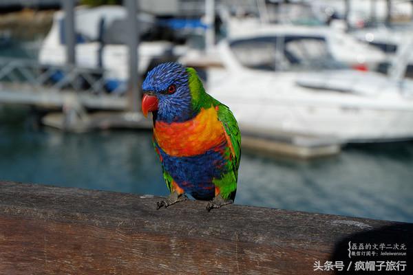 36个必须知道的澳洲旅行贴士,澳洲昆士兰州自由行攻略