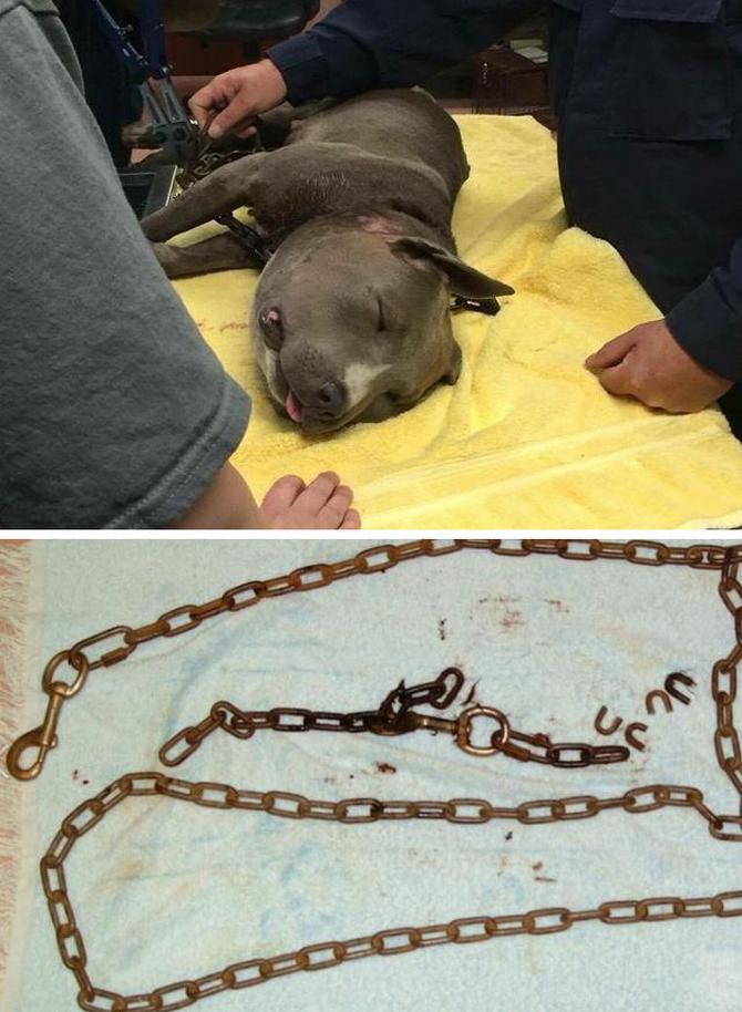 狗狗嘴肿的跟包子一样,狗狗一边脸被蜜蜂叮肿的照片