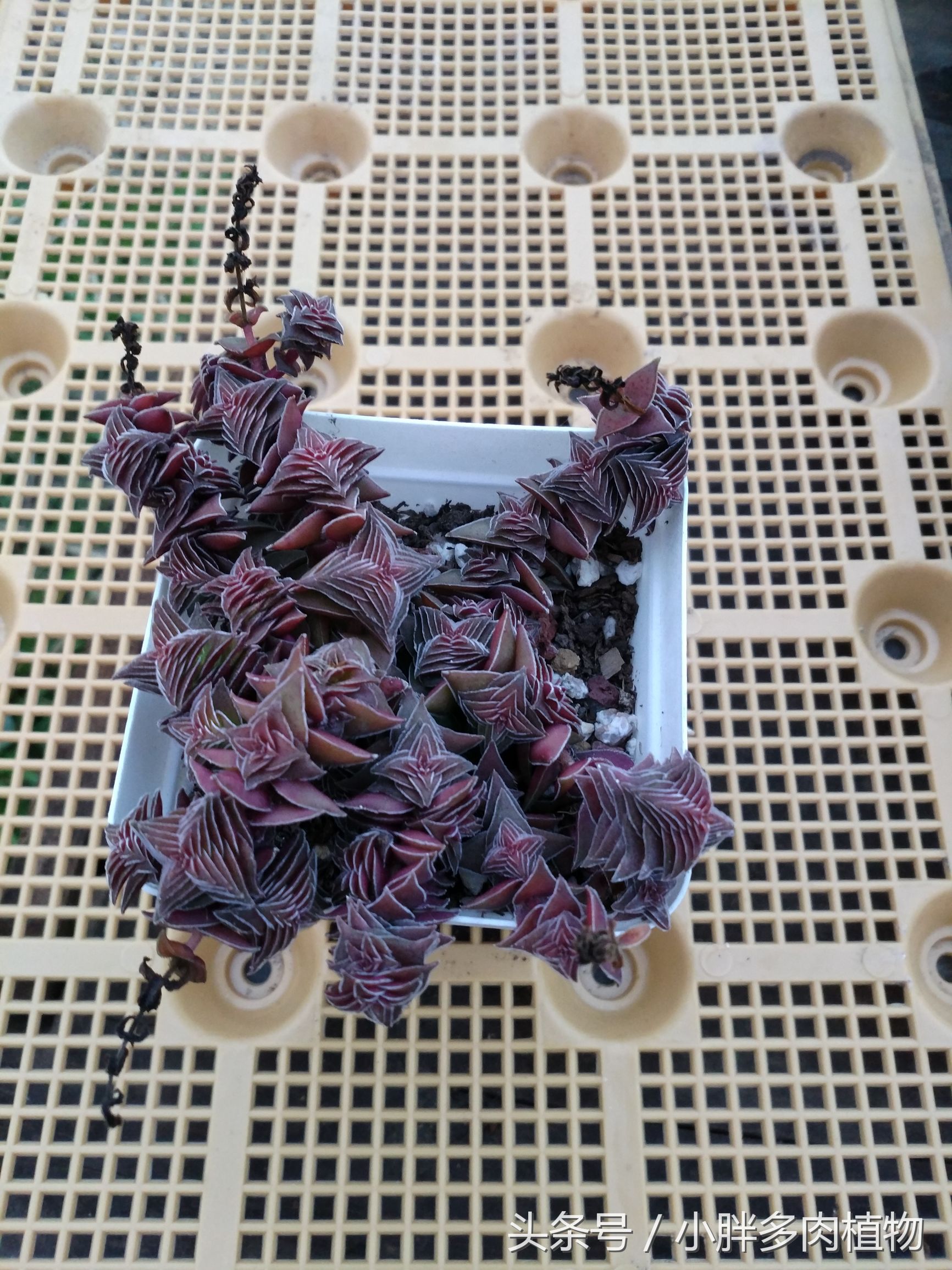 多肉植物茜之塔,多肉植物茜之塔锦