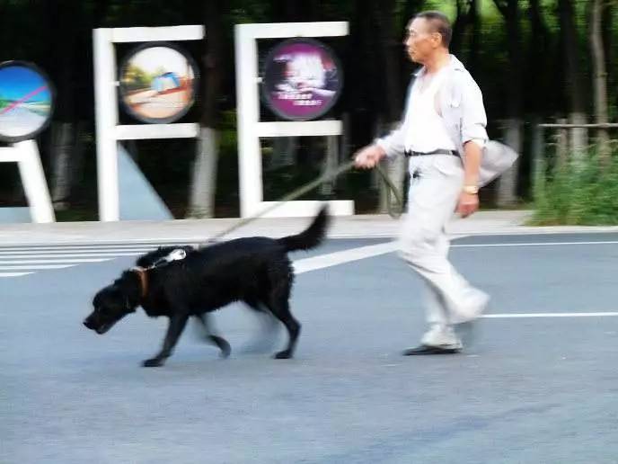 苏州宠物可去的景点,苏州宠物打卡景点在哪里