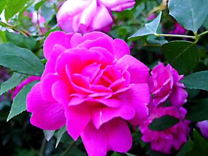 三种美容养颜的花,可以用来美容养颜的花有哪些