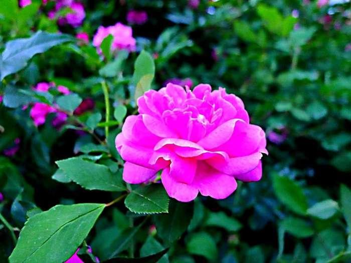 三种美容养颜的花,可以用来美容养颜的花有哪些