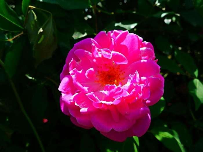 三种美容养颜的花,可以用来美容养颜的花有哪些