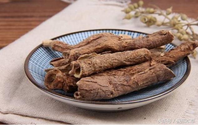 本草养生之五加皮的功效与作用