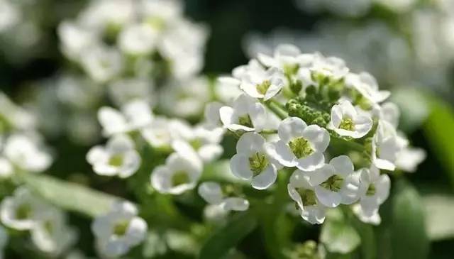 适合室内种植又有香味的植物,四季开花而且花香好养的植物