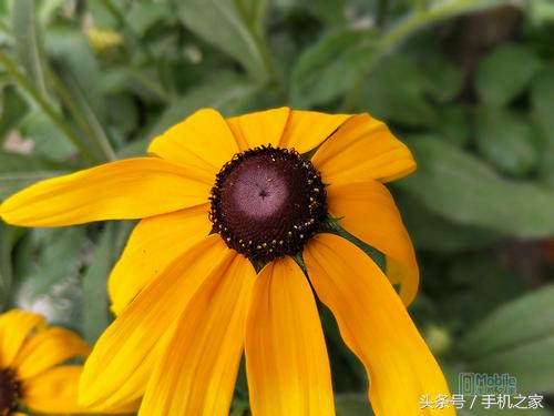 oppor11性能评价,oppor11手机测评是否值得入手