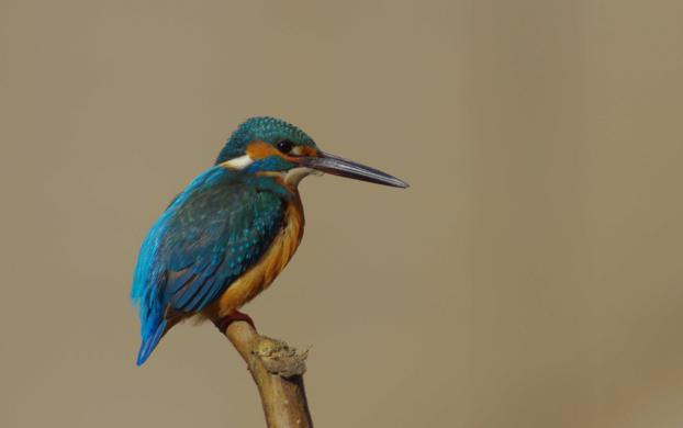 人类饲养的最不同寻常的宠物top5,全球公认的十大宠物排行榜