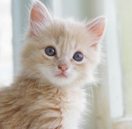 人类饲养的最不同寻常的宠物top5,全球公认的十大宠物排行榜