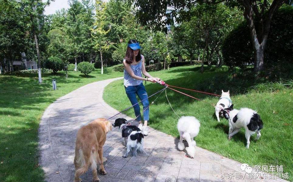 狗狗伤人赔偿标准,车撞了狗狗跑了保险赔吗