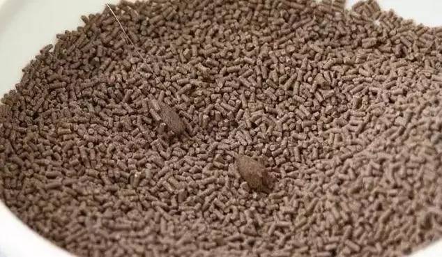 钓罗非粘麻团,麻团钓鲤鱼