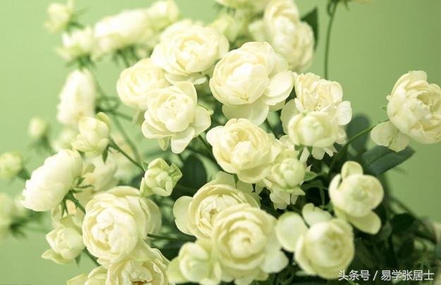 枯萎的白玫瑰的花语,白玫瑰的花语我足够与你相配