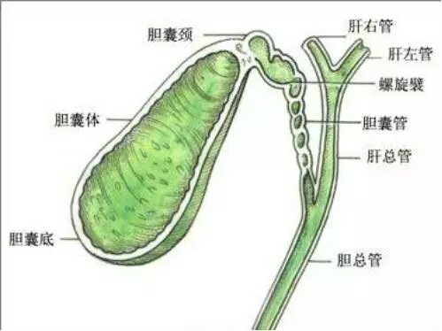 胎儿28周胆囊未显示怎么回事,孕30周胎儿胆囊未见显示该怎么办