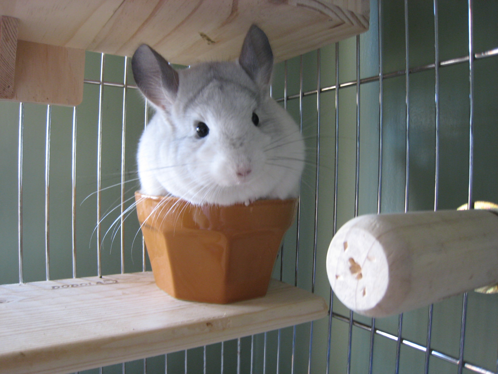 龙猫刚到家怎么养龙猫亲近自己,龙猫怎么养龙猫吃什么