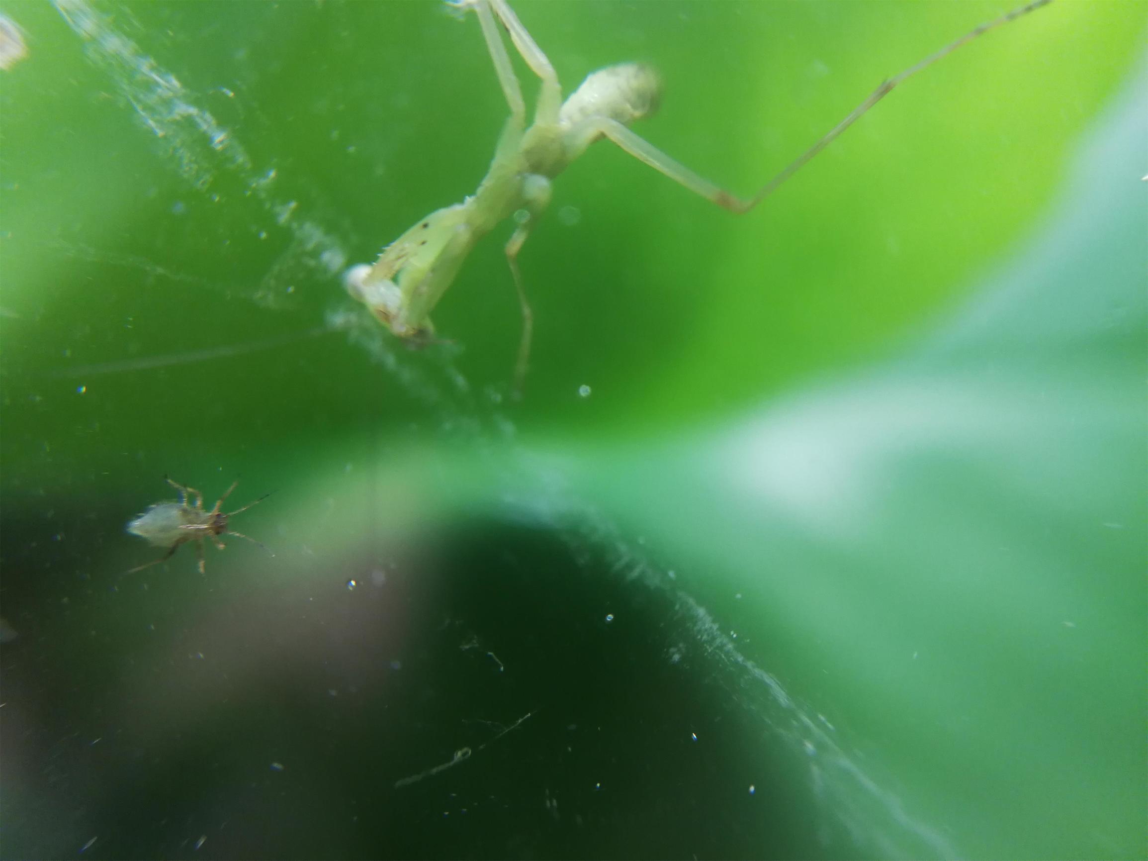 你见过迷你小螳螂吗,小螳螂吃小虫子吗