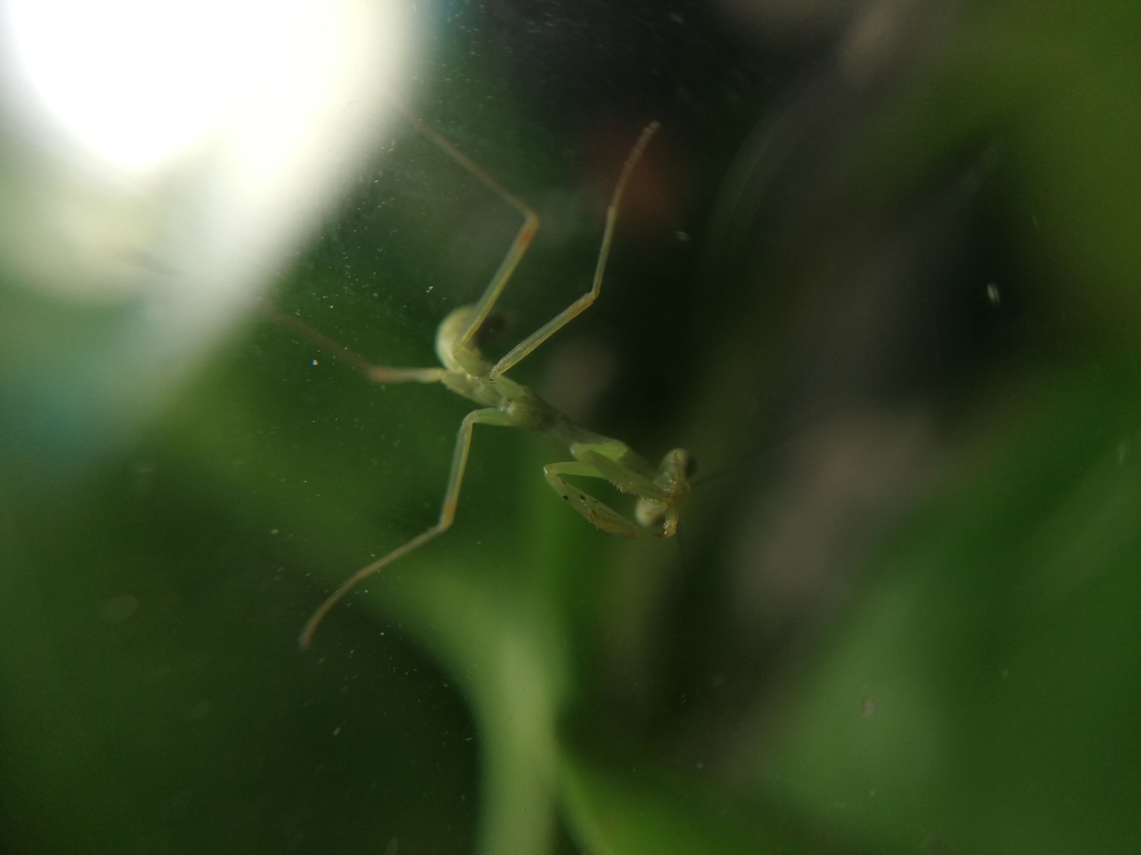 你见过迷你小螳螂吗,小螳螂吃小虫子吗