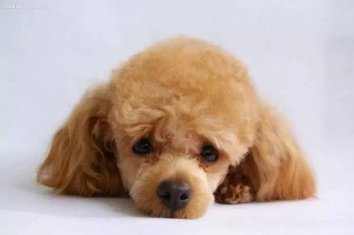 狗狗生理期怎么护理,狗狗来姨妈怎么护理比较好