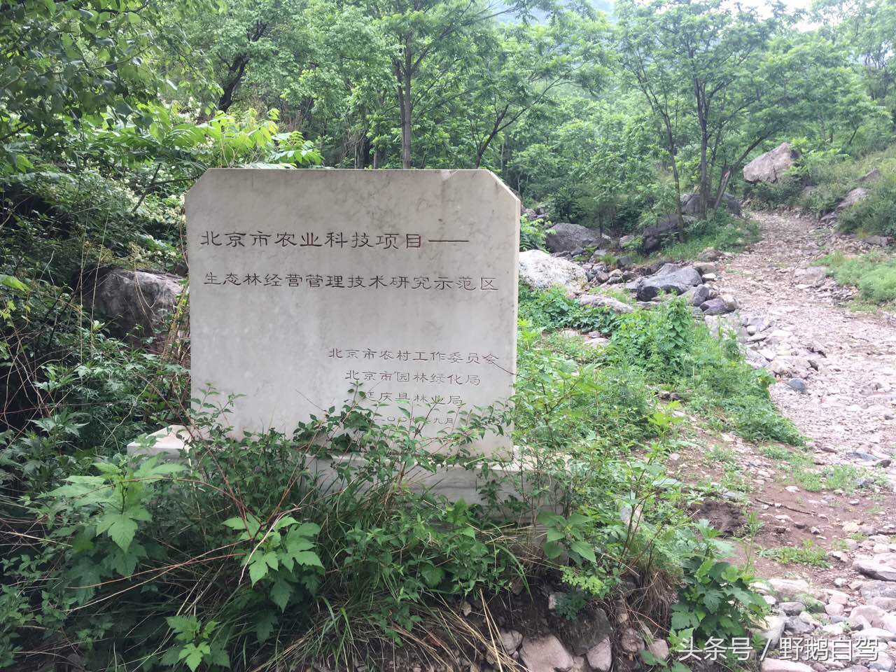 野鹅自驾:一个小泉眼,却养活了整个村子,冒出的气泡酷似珍珠!