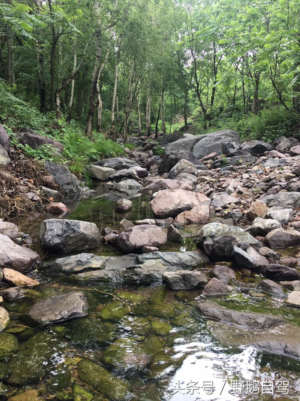 野鹅自驾:一个小泉眼,却养活了整个村子,冒出的气泡酷似珍珠!