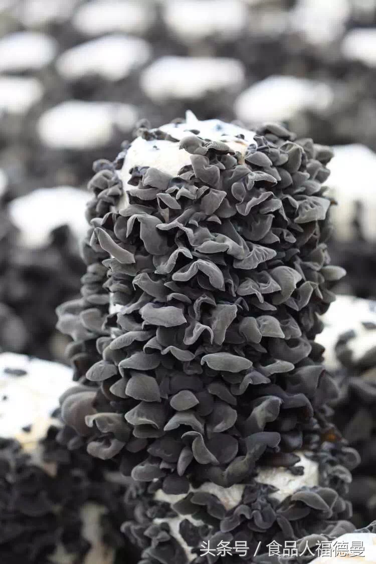 怎样选择好的木耳,黑木耳怎么样才算好木耳