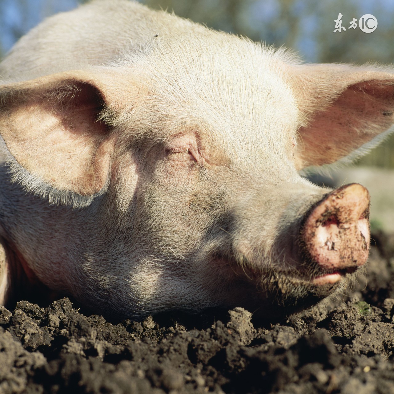 妊娠母猪不吃什么原因,母猪妊娠期间常见问题