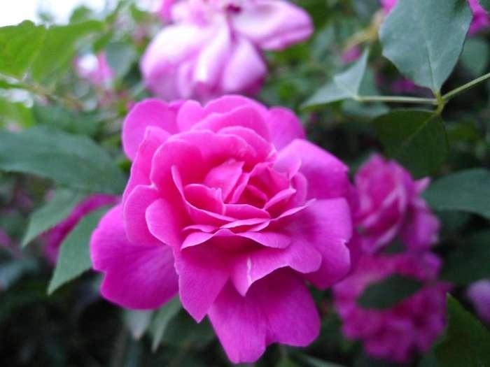 三种美容养颜的花,可以用来美容养颜的花有哪些