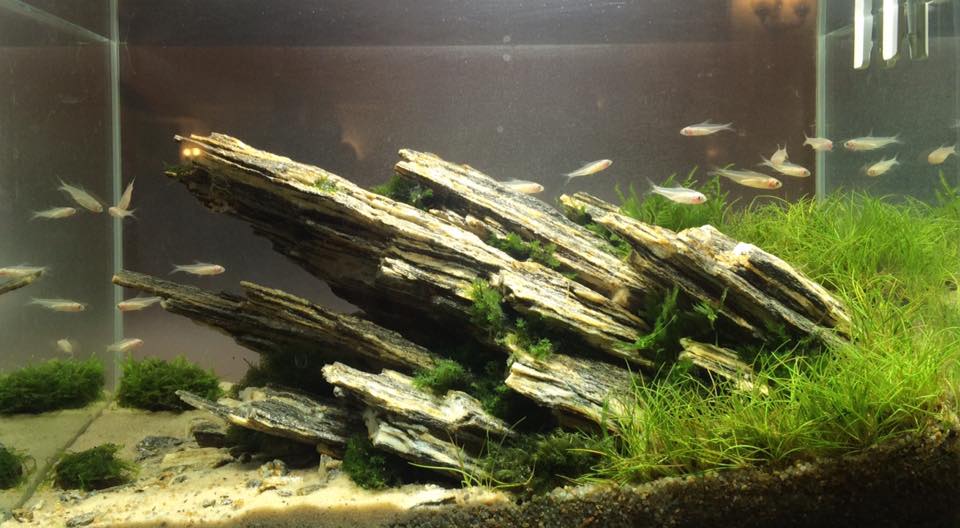 小型圆形草缸开缸过程,草缸开缸第一天要不要开过滤