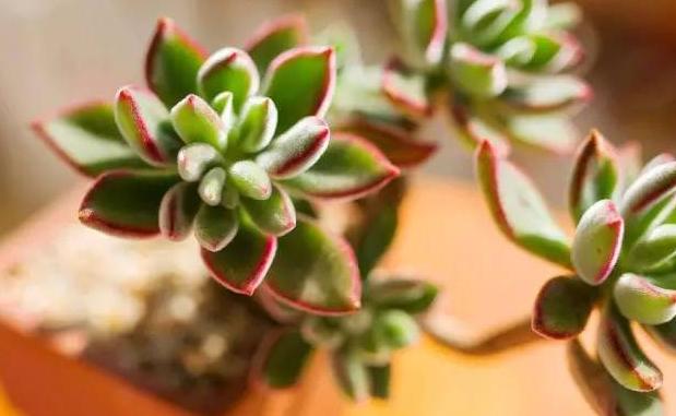 为什么牙科医生看牙那么贵,为啥公立医院看牙更贵