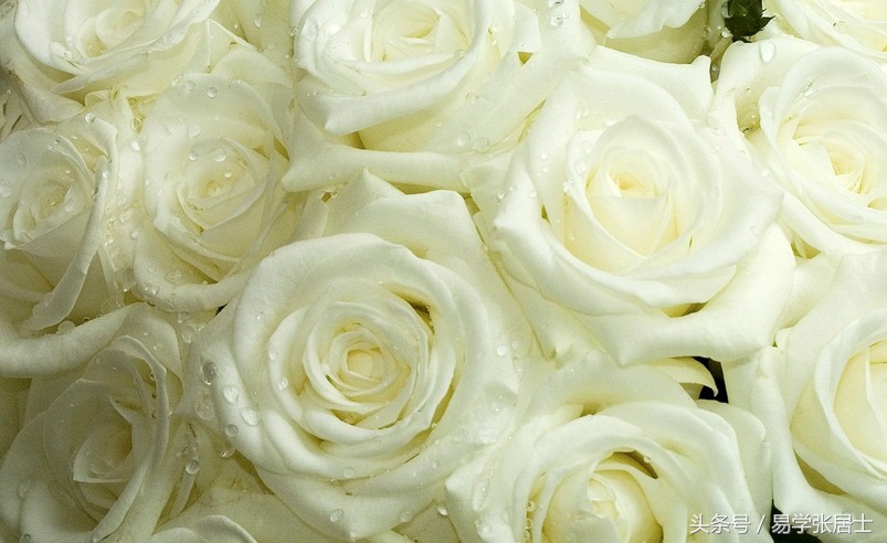 枯萎的白玫瑰的花语,白玫瑰的花语我足够与你相配