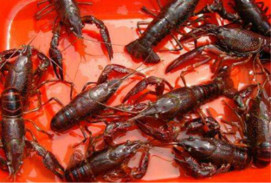 小龙虾养殖技术一亩投资多少钱,养殖小龙虾一亩一季的利润