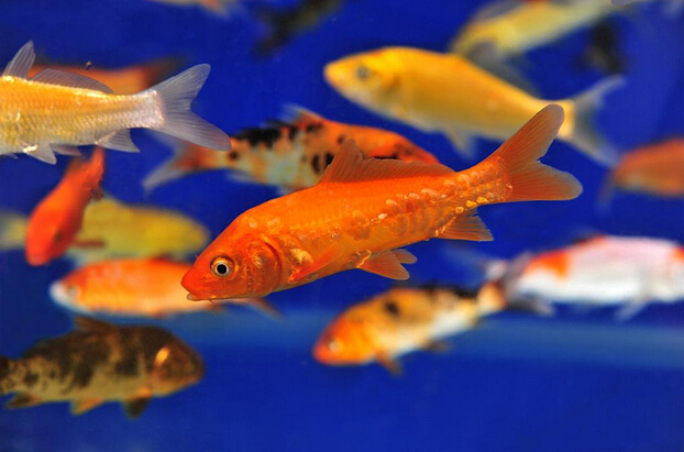 摆摊卖观赏鱼能月入过万吗,做观赏鱼月入多少