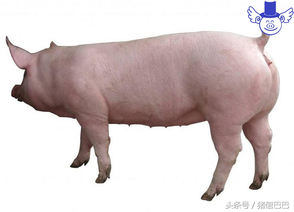 只有解决母猪返情这一大难题,才能保证自繁自养的效益!