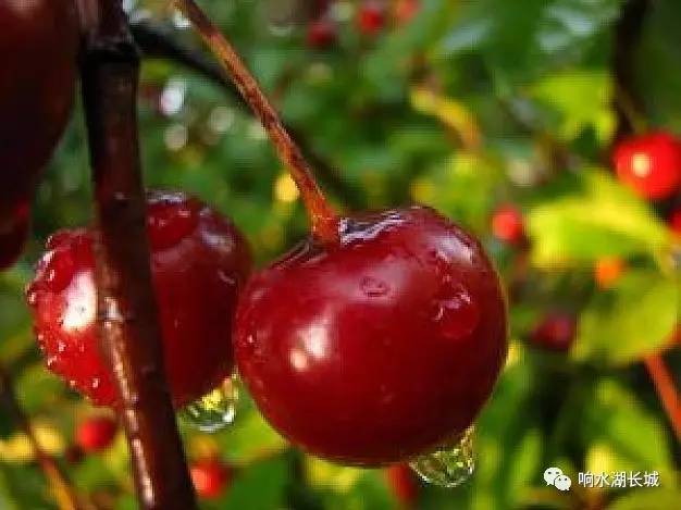 通海大樱桃采摘园优惠团购,响水坝采摘樱桃附近最近地方