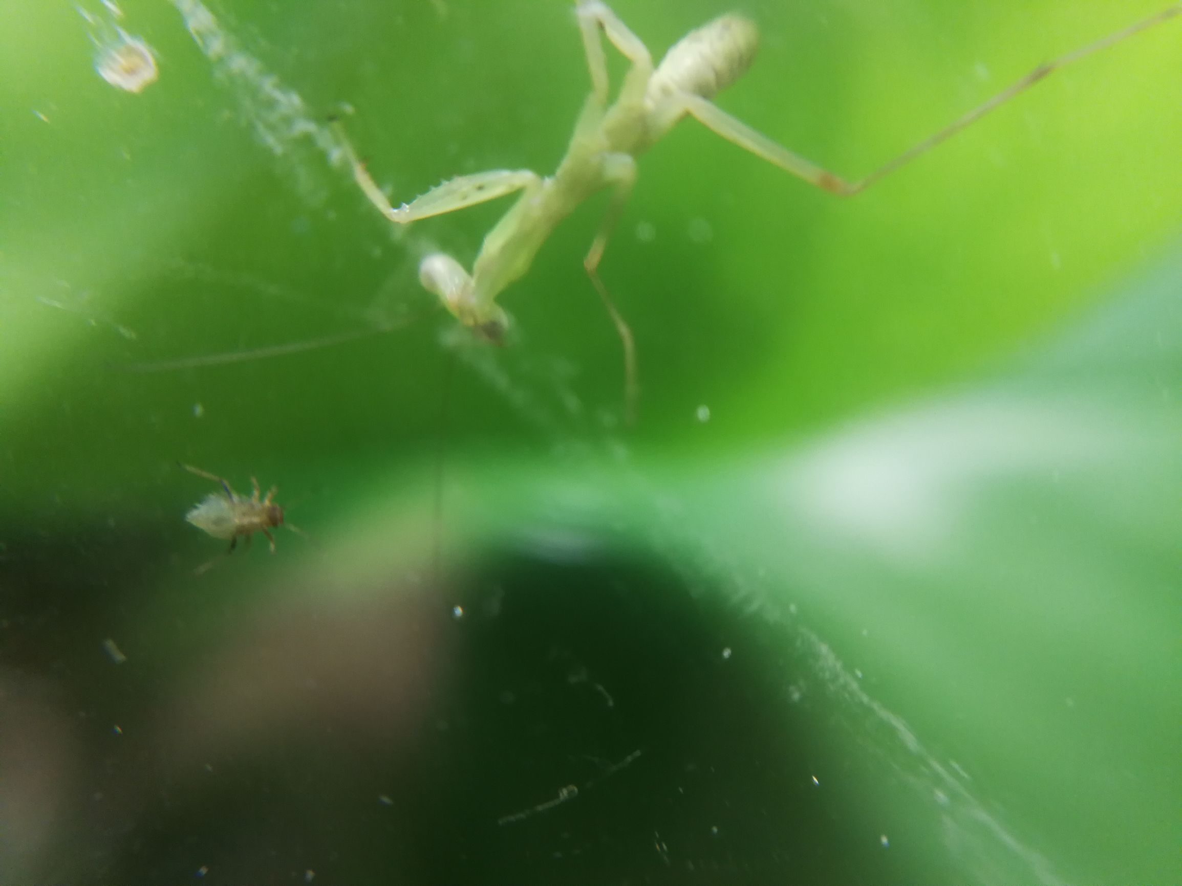 你见过迷你小螳螂吗,小螳螂吃小虫子吗