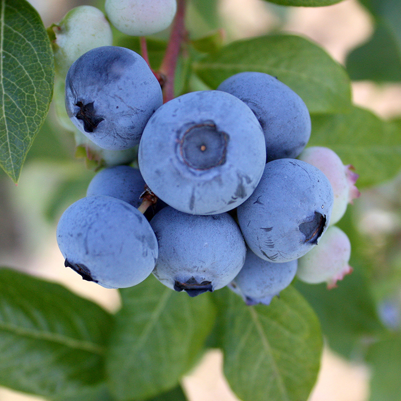 汤臣倍健蓝莓叶黄素防近视,蓝莓原浆对近视有用吗