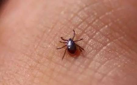 孩子脚上肿了一个包是怎么回事,孩子脚上起了个疙瘩后来就肿了