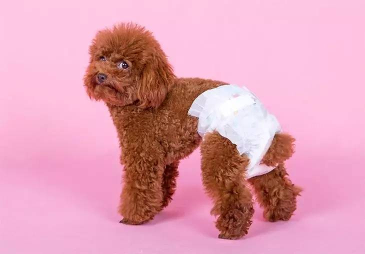 狗狗生理期怎么护理,狗狗来姨妈怎么护理比较好